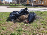 Субботник